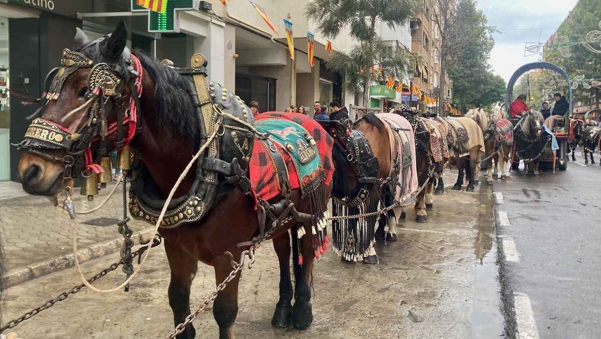 A line of horses standing on a street in Valencia waiting to be blessed at the Festival of San Antonio Abad