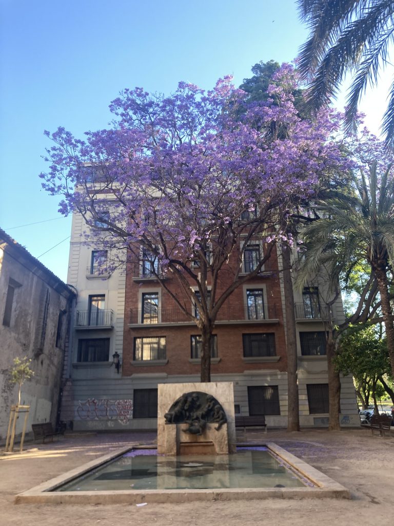 Valencia News: Promises for Flood Victims, May 29 Protest, and a Reptilian Rescue