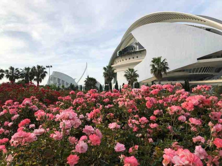 Rose garden in full bloom in front of Valencia's City of Arts and Sciences