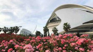 Rose garden in full bloom in front of Valencia's City of Arts and Sciences
