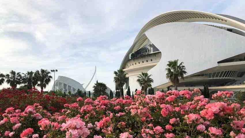 Rose garden in full bloom in front of Valencia's City of Arts and Sciences