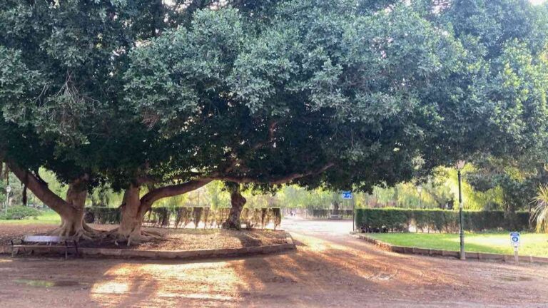 Giant ficus tree at Jardines Viveros in Valencia