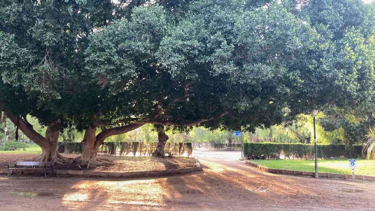 Giant ficus tree at Jardines Viveros in Valencia