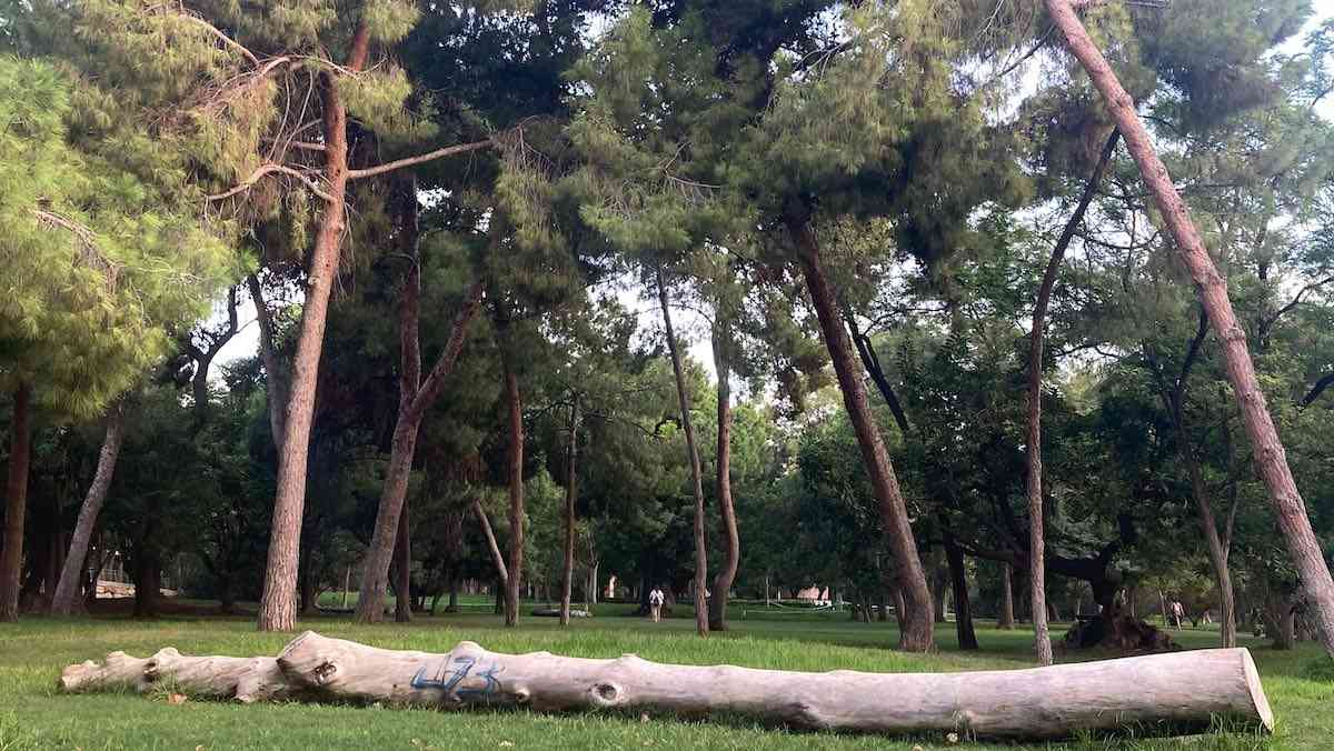 A natural bench made from a felled tree trunk at the Turia Park