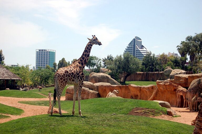 A giraffe walks through the green expanse of its enclosure at Bioparc Valencia with the buildings of the city visible in the background