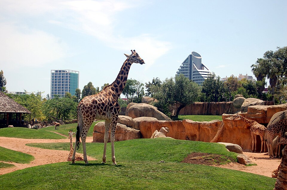 A giraffe walks through the green expanse of its enclosure at Bioparc Valencia with the buildings of the city visible in the background