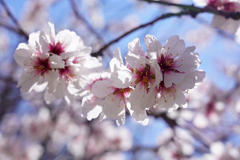 The Weekend Plan: The Cherry Blossom Route