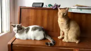 Two cats, one orange and one white and black, sitting on top of a piano.