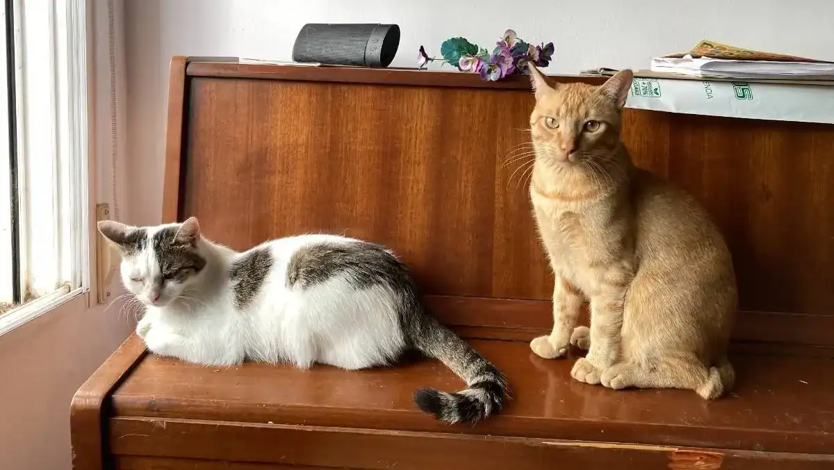 Two cats, one orange and one white and black, sitting on top of a piano.