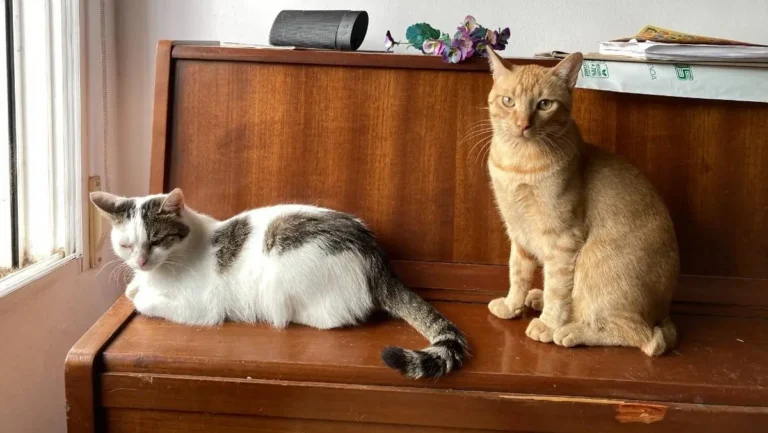 Valencia’s Animal Shelters Are Changing Hands. Here’s Why People Are Worried.