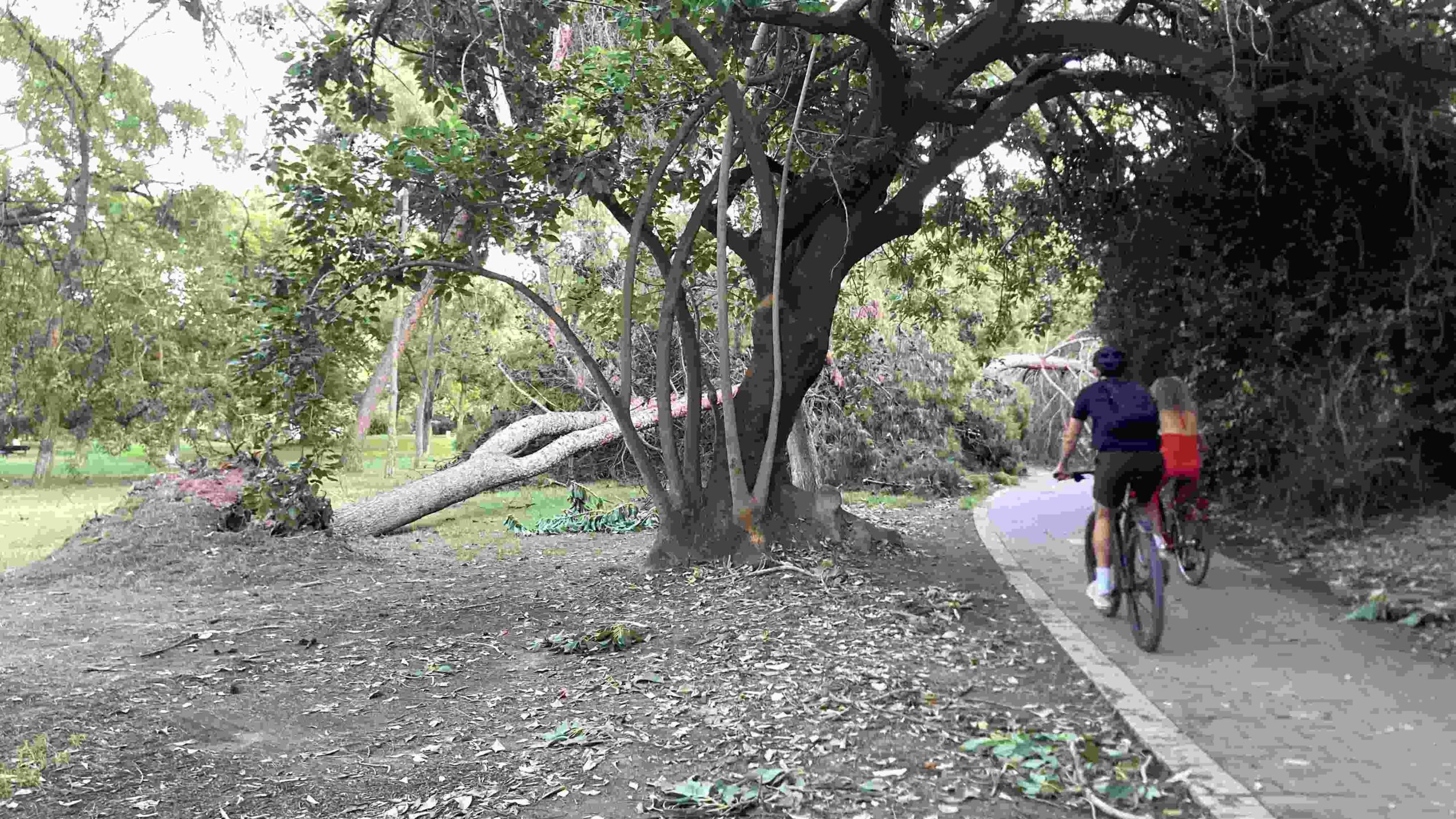 A cyclist approaches a large tree felled by a DANA storm in the Turia River Park