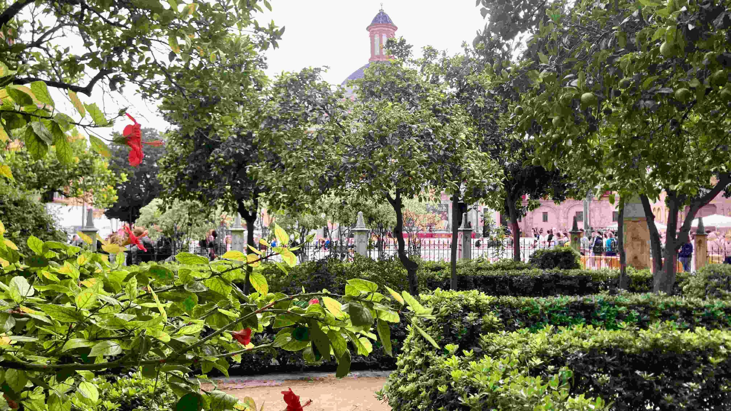 A view of Valencia's Basilica through the green trees of the orange grove on Plaza de la Virgen.